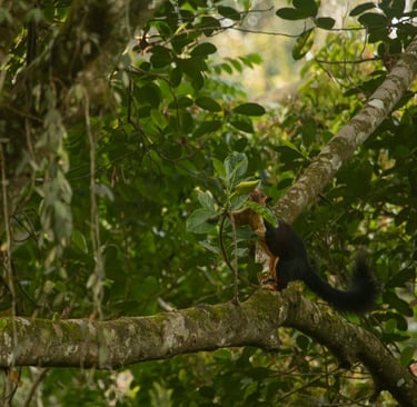 An individual is smelling the fruit for the ripeness.