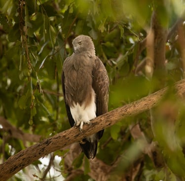 Lesser-fish eagle.