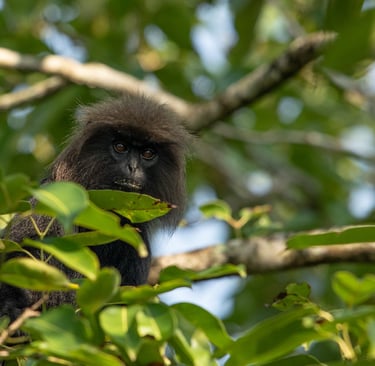Nilgiri Langur