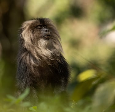 A portrait of a lion-tailed macaque