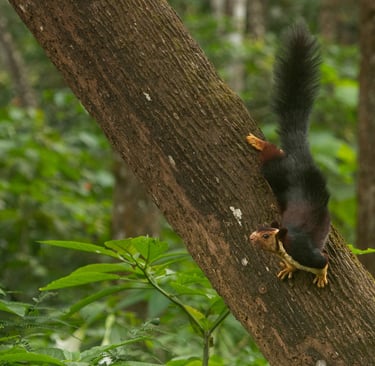 A portrait of a Indian giant squirrel