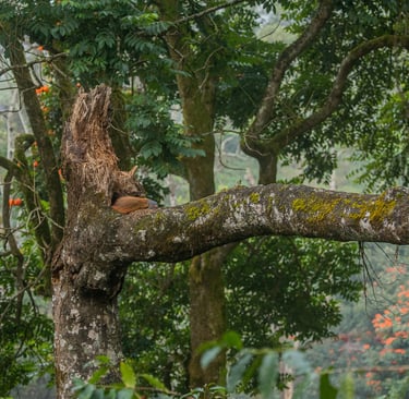 A Stripe-necked mongoose resting on the dead tree.