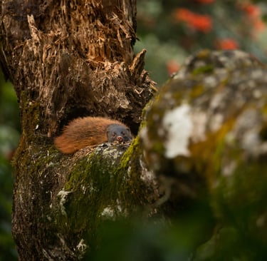Stripe-necked mongoose taking a nap on a dead tree