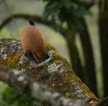 Inspecting in the hole of the branch in a hope to find insects to eat.