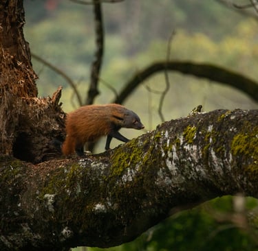Stripe-necked mongoose strolling on the dead tree.