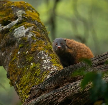 A stripe on either side its neck runs through and hence the name, Stripe-necked mongoose.