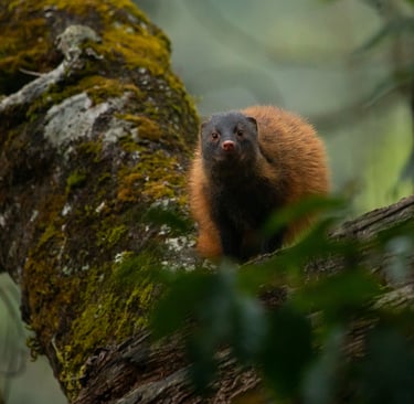 Portrait of a stripe-necked mongoose.