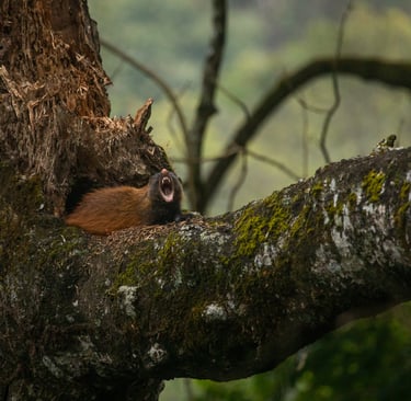 Stripe-necked mongoose yawning after a nap in the noon.