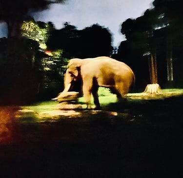 a large elephant walking through a grassy area