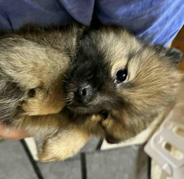 This is Mocha. She is sweet playful girl and will grow to be between 8 - 12 lbs.