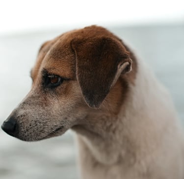 Street dog portrait at Mahebourg waterfront, Mauritius