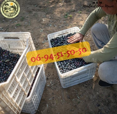 presse huile d'olive maroc