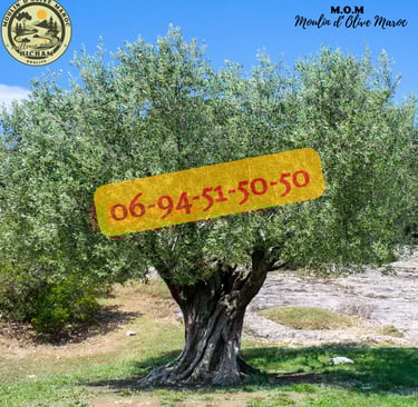 prix olive maroc