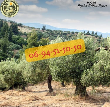 presse huile d'olive maroc