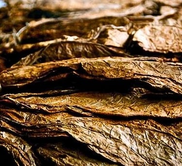 Tobacco leaves