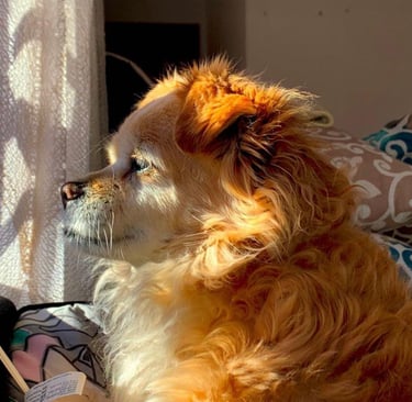 Perro de pelo largo mirando por la ventana, representando tranquilidad y atención personalizada