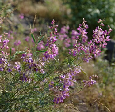Lespedeza