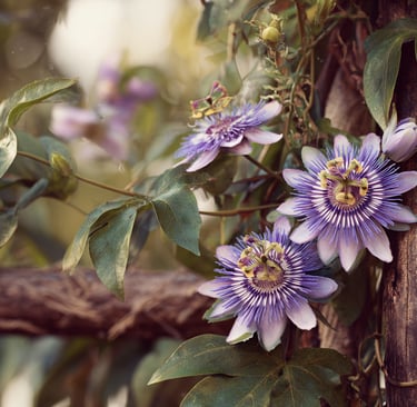 Passiflore