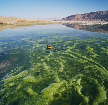 Spiruline
