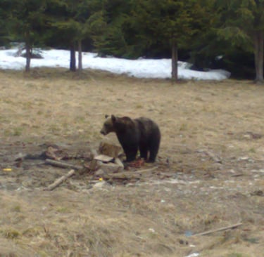 Caça ao urso na Roménia com SERCAZA