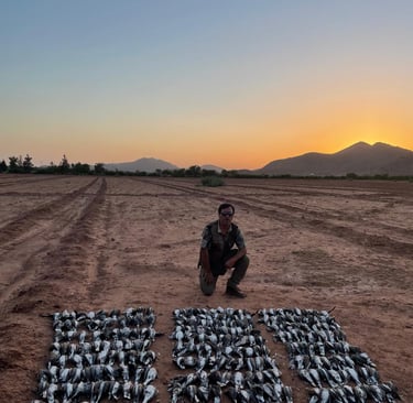 Caza de Tórtolas en Marruecos con SERCAZA