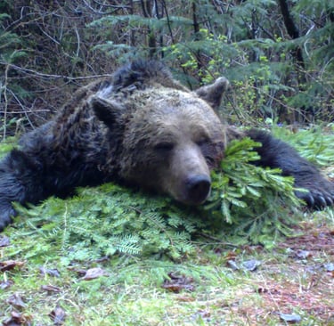 Caza de Oso en Rumanía con SERCAZA