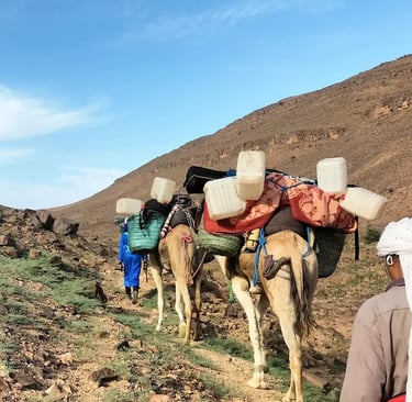 Camels laden with trekking gear walking a rocky Sahara desert trail with guides front and back