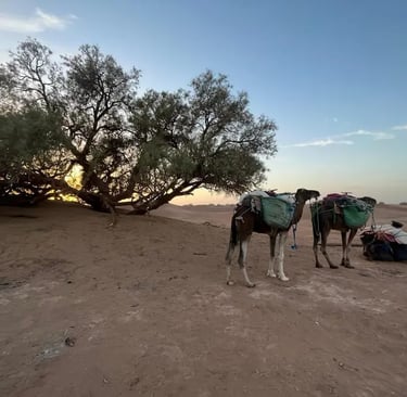 Three camels resting by a desert tree at sunset on Sahara Plus trek