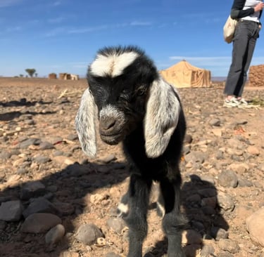 Close‑up of young goat at nomad settlement near Erg Chigaga in Sahara desert