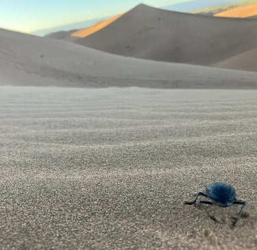 Large beetle crossing sand at Erg Chigaga dune field in Sahara desert