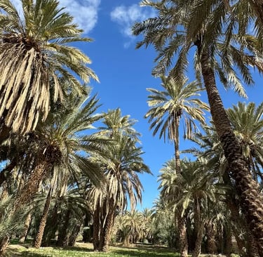Palm trees in Moroccan palm grove on Agadir to M'hamid road trip
