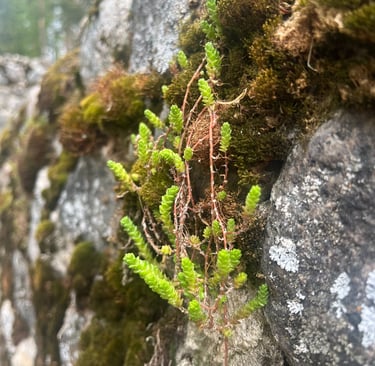 Mały nie znaczy słaby