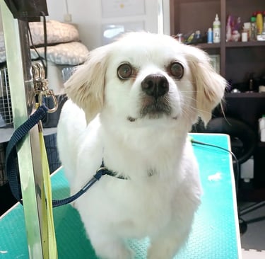 a groomed dog is standing on a green mat