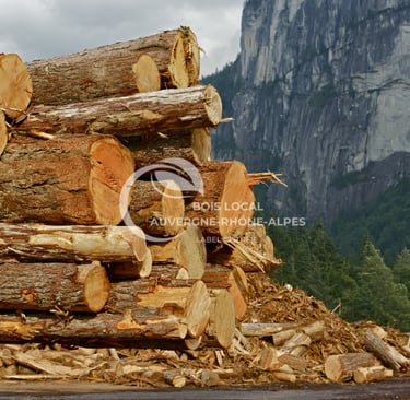 des gros arbres découpés et empilés les uns sur les autres