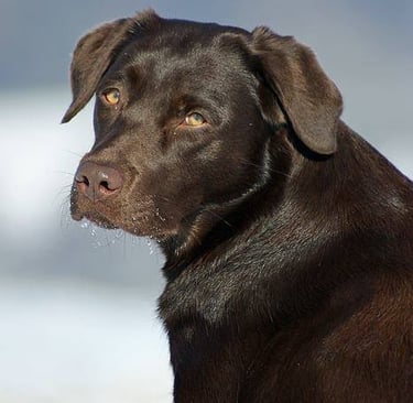 Die hübsche braune Labradorhündin Amy. Ihr Fell glänzt in der Sonne.