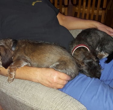 2 Dackel kuscheln mit einem Menschen, der auf einem Sessel sitzt