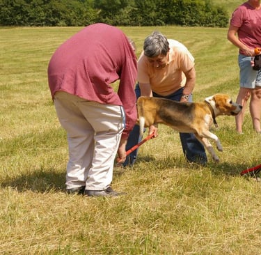 Beagle Monti hüpft über eine Stange