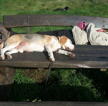 Martin liegt auf einer Bank. Beagle Monti liegt davor auf einem Holztisch. Beide schlafen tief.
