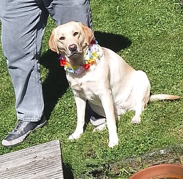 Labradorhündin Bonny beim Sommerfest