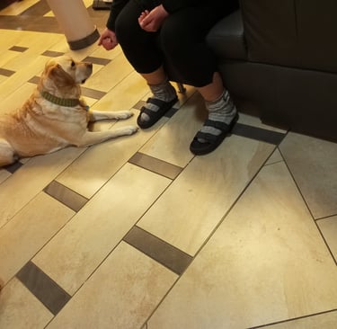 Labradorhündin Bonny wartet artig, bevor sie das Leckerchen nimmt