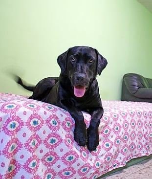 Der schwarze Labrador Rüde liegt auf einem Bett