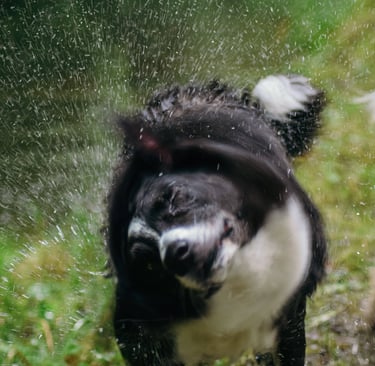 Dog demonstrating natural shaking for stress relief