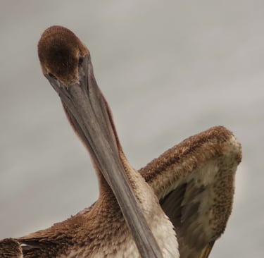 This is a picture of a brown pelican. It was taken on the Johns Pass Boardwalk in St. Petersburg. 