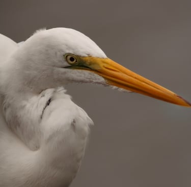 This is a picture of a Great Egret. It was taken on the Johns Pass Boardwalk in St. Petersburg.
