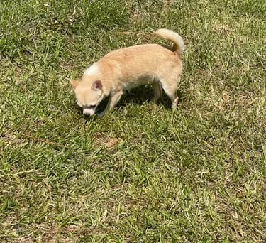 Lolly the AKC Louisiana Chihuahua—fawn and white champion-line girl strolling in grass
