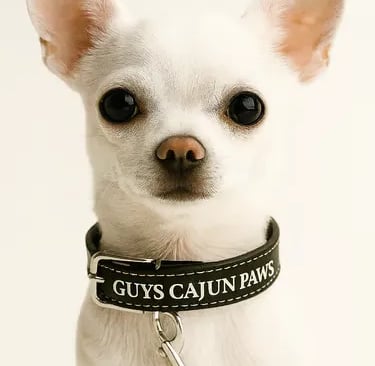White AKC Chihuahua from Louisiana in branded collar—ready for adventure with Guys Cajun Paws