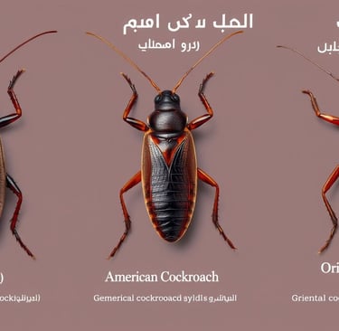 شركة رش الصراصير بالرياض