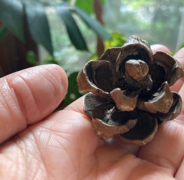 An opened jack pine cone