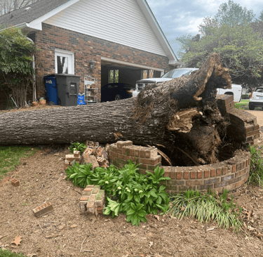 Large Tree Emergency