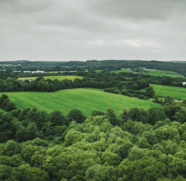 Paysage forestier